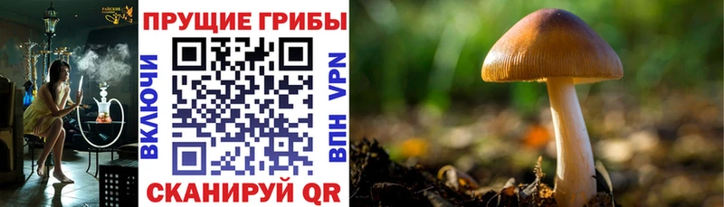 Псилоцибиновые грибы GOLDEN TEACHER  Купить  Новоалександровск 